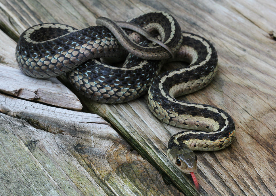 Eastern Garter Snake